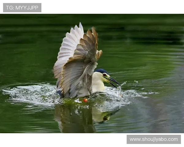 亚博捕鱼:安全可靠的在线捕鱼平台选择指南与用户评价 亚博捕鱼:安全可靠的在线捕鱼平台选择指南与用户评价